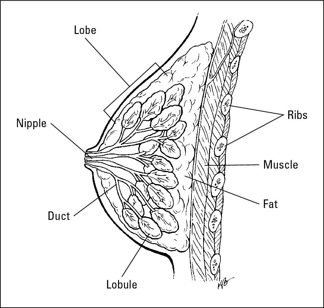 Figure 13-1: The breast and its components.